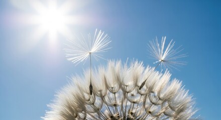 Dandelion Seeds Floating in the Sky with Sunburst, Close-Up Macro Shot