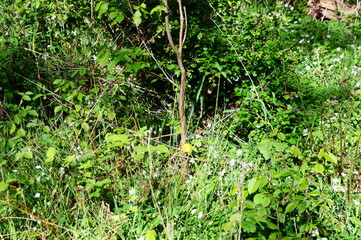 Meadow in Spring in the Forest Hasbruch, Lower Saxony