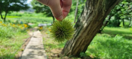 덜익은밤송이