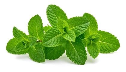 Fresh mint leaves
