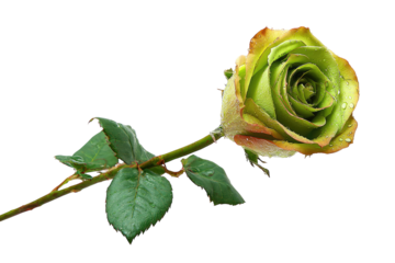 Close-up of a single vibrant lime green rose,  edged with amber tones, on a dark background.  Delicate leaves and a stem are visible