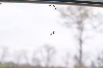 Group of insects on window glass against blurry outdoor background on overcast day.