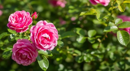 Delicate pink roses bloom amidst vibrant green foliage in a sunlit garden scene