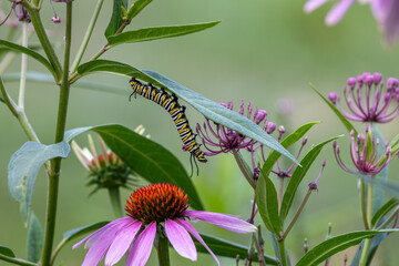 Abstract texture background of a monarch caterpillar (danaus plexippus) munching on a swamp milkweed (asclepias incarnata) plant, with view of a nearby purple coneflower