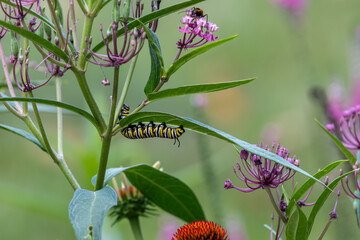 Abstract texture background of a monarch caterpillar (danaus plexippus) munching on a swamp milkweed (asclepias incarnata) plant
