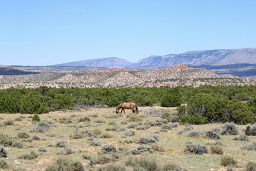 Pryor Mountain Wild Mustang Grazing in Grassy Field with Wild Sagebrush, Evergreen Trees and Mountains in Distance at Bighorn National Recreation Area 