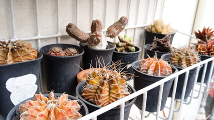 Variety of potted desert plants on a white wire shelf. Home cactus gardening. Assorted potted houseplants
