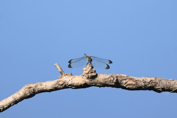 枝に止まるトンボ © まー