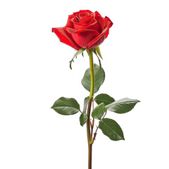 Single crimson rose, detailed studio shot