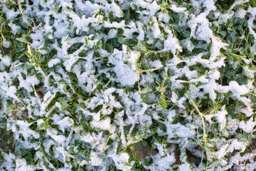 Snow-dusted green leaves in close-up view of winter nature texture.