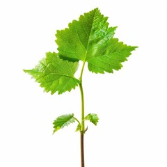 Young sprout with three leaves against white