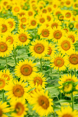 ひまわり（sunflower）
