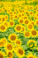 ひまわり（sunflower）
