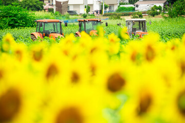 ひまわり（sunflower）