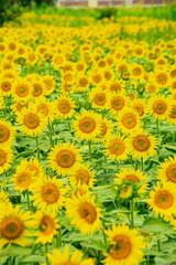ひまわり（sunflower）