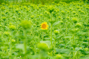 ひまわり（sunflower）