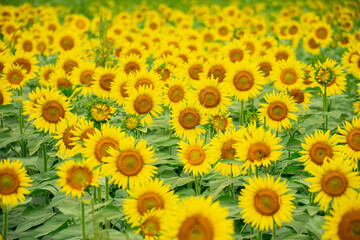 ひまわり（sunflower）