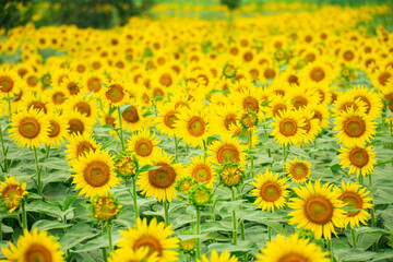 ひまわり（sunflower）