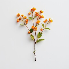 Small cluster of vibrant orange-yellow flowers on stem against white background