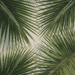 Fototapeta premium palm leaves background