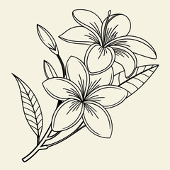 Delicate line drawing of plumeria flowers and leaves