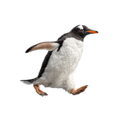Obraz premium Png of A charming Gentoo penguin in mid-stride, showcasing its vibrant orange beak and distinctive white markings.