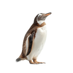 Fototapeta premium Png of A curious brown and white penguin stands proudly, showcasing its sleek feathers and expressive demeanor.