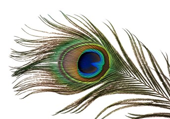 Obraz premium A vibrant and colorful peacock feather with a distinctive blue and green 