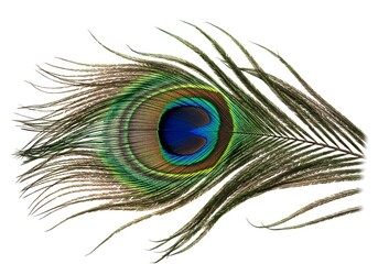 A close-up of a peacock feather showing its intricate, colorful and iridescent details