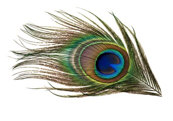 A single, isolated peacock feather with a brilliant iridescent eye on a white background