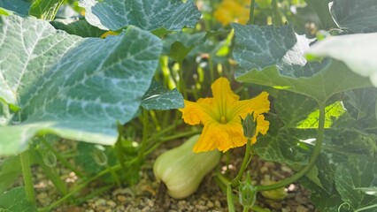 Fototapeta premium Pumpkin Plant with Growing Fruit and Vibrant Orange Blossom in Focus.
