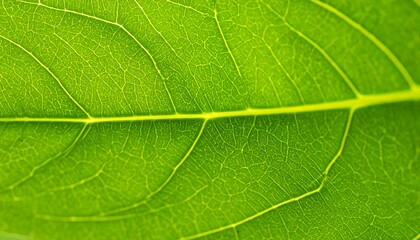 Close-up of a vibrant green leaf vein