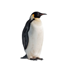 Fototapeta premium Png of An elegant Emperor penguin standing tall, showcasing its distinctive black and white feathers and vibrant orange markings.