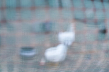 Abstract blurred image of geese behind netting in outdoor setting under soft natural light.