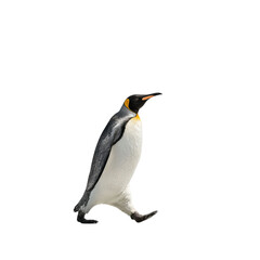 Obraz premium Png of A striking Emperor penguin walking gracefully against a plain background.