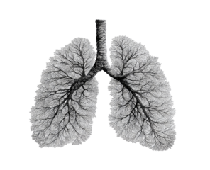 Lungs depicted as a branching, tree-like structure