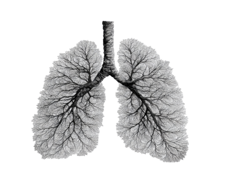 Lungs depicted as a branching, tree-like structure