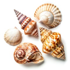 Obraz premium Five seashells, various shapes and colors, arranged on white background