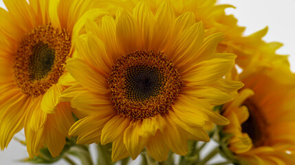 Obraz premium A close-up of sunflowers with vibrant yellow petals and a detailed center, set against a white background, emphasizing the beauty and simplicity of nature's artistry