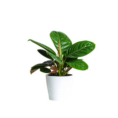 Fototapeta premium Plant In Pot Isolated 