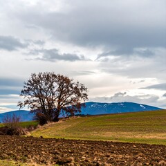 Lone tree in plowed field, mountains in background under a cloudy sky