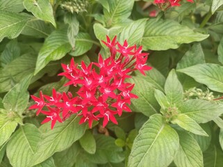 red flowers in the garden