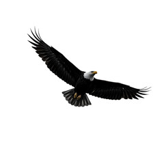 Fototapeta premium Majestic Bald Eagle in Flight: Powerful Bird Photography