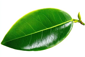 Obraz premium Bright green leaf, oval shape, smooth texture, isolated on white background