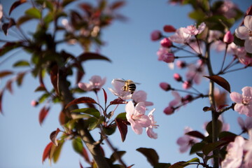 A bee pollinates delicate pink blossoms against a clear blue sky.