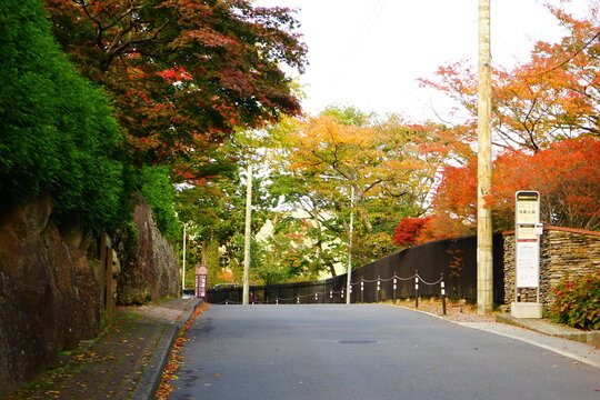 日本の紅葉