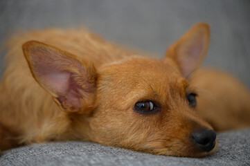 Red miniature pinscher lying on sofa close-up portrait