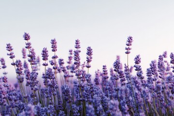 Fototapeta premium Lavender field in full bloom showcasing vibrant purple flowers under a clear sky during the golden hour of early evening