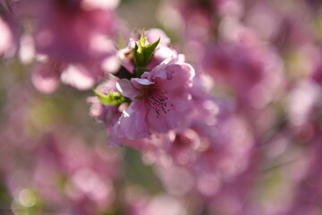 Close-up of delicate pink cherry blossoms in full bloom with soft background blur