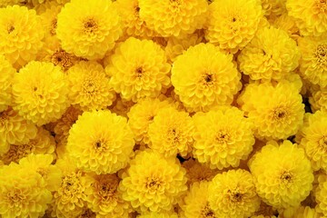 Vibrant wall covered in bright yellow flowers creating a cheerful and inviting atmosphere for any outdoor event or gathering in full bloom during the sunny season